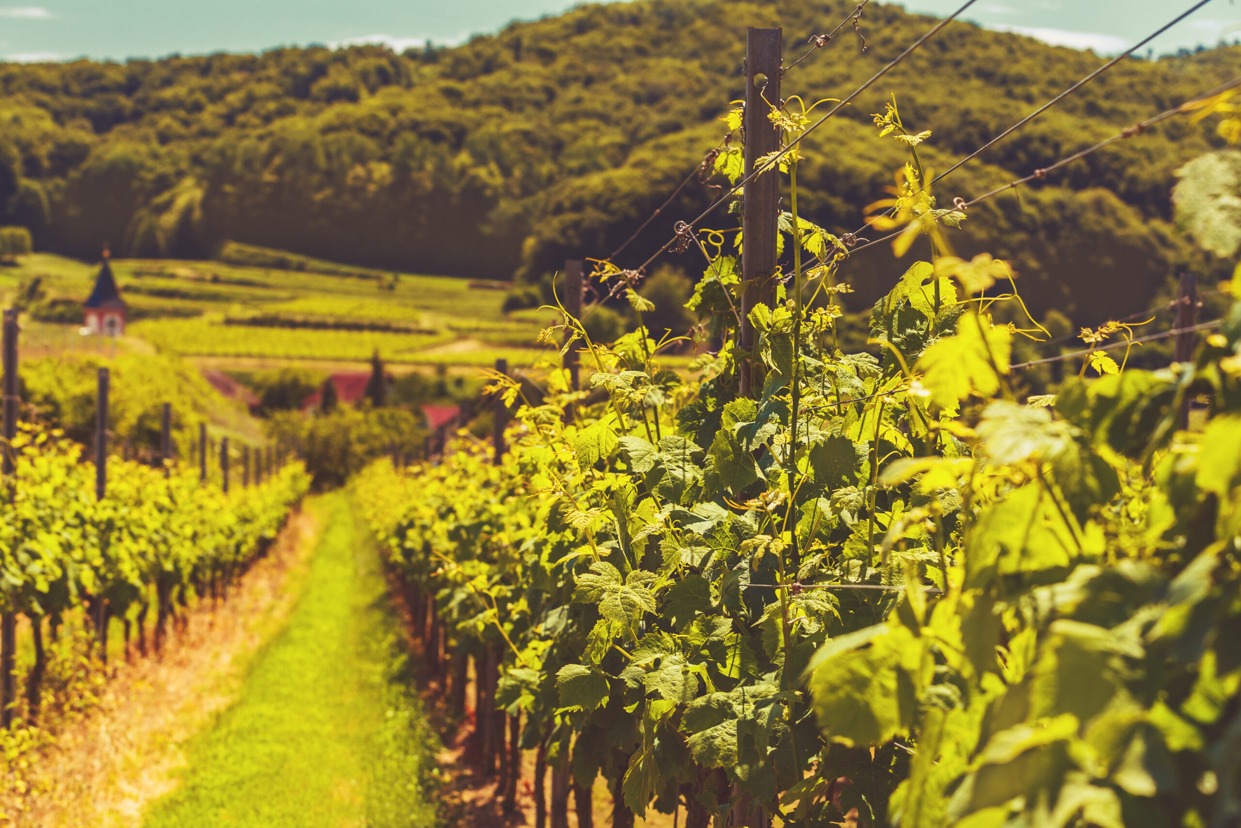 Sunbury Winery Limo Tours